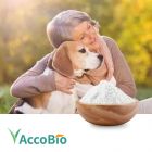 Benfotiamine by AccoBio