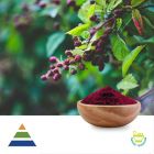 Blueberry Extract 10:1 by KS Nutripharma