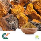 Chaga Mushroom Extract 50% Polysaccharides by TRG
