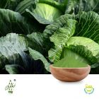 Conventional Cabbage Powder by Qimei