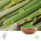Conventional Celery Powder by Qimei