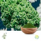 Conventional Kale Powder by Qimei