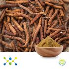 Cordyceps Extract 4% Cordycepic Acid by Undersun Biomedtech 