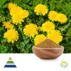 Dandelion Extract 5:1 by KS Nutripharma