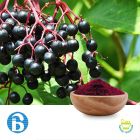 Elderberry Extract 5:1 by BannerBio