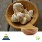 Garlic Extract 10:1 by KS Nutripharma