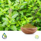 Holy Basil Extract 2.5% Total Ursolic Acid (USP) by HPLC by S.A. Herbal Bioactives