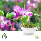 Alfalfa Powder (Steam Treated) by S.A. Herbal Bioactives