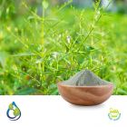 Andrographis Powder (Kalmegh)