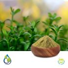 Bacopa Monnieri P.E. 20% Bacosides UV