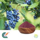 Blueberry Extract 10:1 by TRG