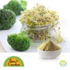 BrassiPeak Original (Organic Broccoli Sprout Powder)