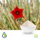 Caralluma Fimbriata Powder (Steam Treated) by S.A. Herbal Bioactives