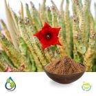 Caralluma Fimbriata P.E. 20% Pregnane Glycoside