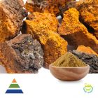 Chaga Mushroom (Inonotus Obliquus) Extract Polysaccharides 30% by KS Nutripharma