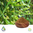 Cissus Quadrangularis P.E. 2.5% 3-Ketosteroids