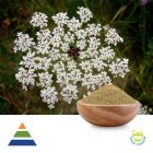 Cnidium Monnieri Extract Powder by KS Nutripharma