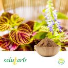 Coleus Extract 10% Powder by  HPLC by Salutaris