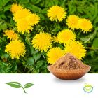 Dandelion Root Powder by American Botanicals