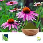 Echinacea Purpurea Extract