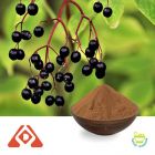 Elderberry Extract 10:1 TLC