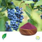 European Bilberry Extract 10:1