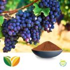 Grape Seed Ext 95% Proan. 70% Poly by Tianhua Pharmaceutical