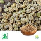 Green Coffee Bean P.E. 50% Chlorogenic Acid