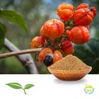Guarana Seed CFP by American Botanicals