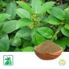 Gymnema Sylvestre P.E. 25% Gymnemic Acid