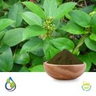 Gymnema Leaves Powder