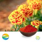 Lutein Esters 10% by CCGB