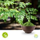 Moringa Leaf Powder by Hunan Essence