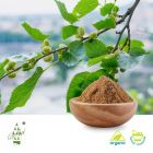 Organic Mulberry Leaf Extract 4:1