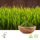 Organic Wheat Grass Powder  (BRC Certified Factory) by Qimei