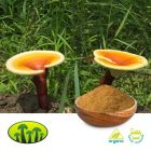 Organic Reishi Dual Extract 15:1 by Biosan