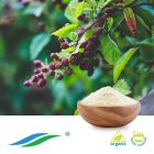 Organic Sweet Tea Leaf Extract 70% Rubusoside HPLC by Hunan NutraMax