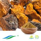 Organic Chaga Mushroom Extract by Hunan NutraMax