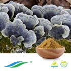 Organic Coriolus Mushroom Extract by Hunan NutraMax