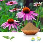 Echinacea Angustifolia Root Powder, Organic