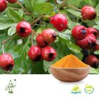 Organic Hawthorn Juice Powder