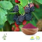 Organic Mulberry Fruit Juice Powder