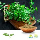 Oregano (Extra Fancy, Cut and Sift) by American Botanicals