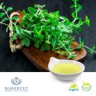 Organic Oregano Oil by Robertet