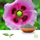 Poppy Seed Whole by American Botanicals