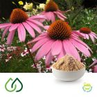 Purple Coneflower 4:1 Dry Extract by Plantex