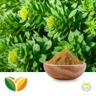 Rhodiola P.E. 1% Salidroside by Tianhua Pharmaceutical
