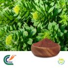 Rhodiola crenulata Extract 1% Salidroside (cGMP)