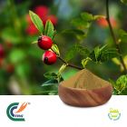 Rose Hip Extract 5% VC by TRG