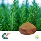 Rosemary Extract 10:1 (cGMP)